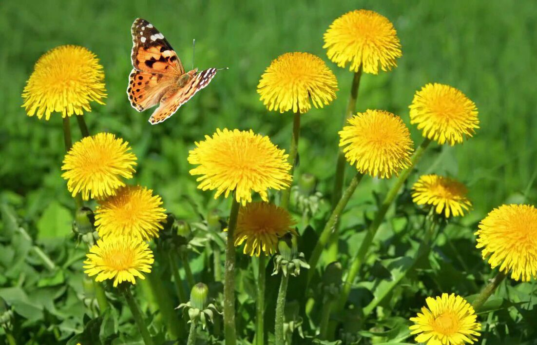 dandelion collection for the treatment of papillomas and warts